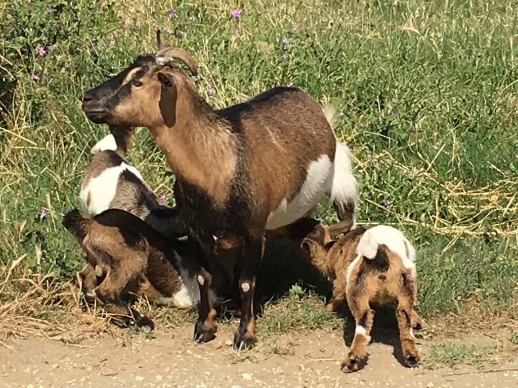 Agriturismo Terre Di Musignano Canino Dış mekan fotoğraf