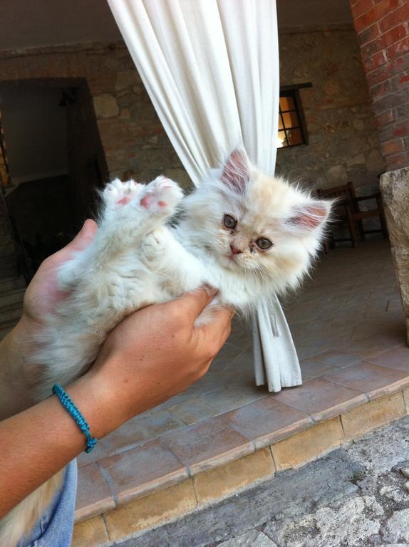 Agriturismo Terre Di Musignano Canino Dış mekan fotoğraf